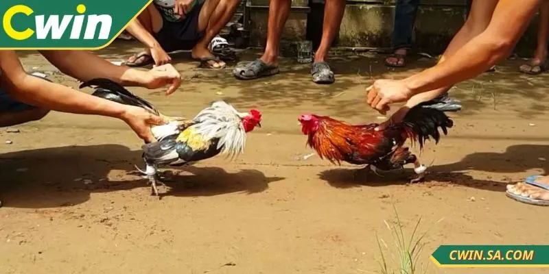Đá Gà Cựa Sắt CWIN – Tốc Độ Cao, Kết Quả Minh Bạch 2 Kèo Wala mang lại lợi nhuận cao cho người chơi